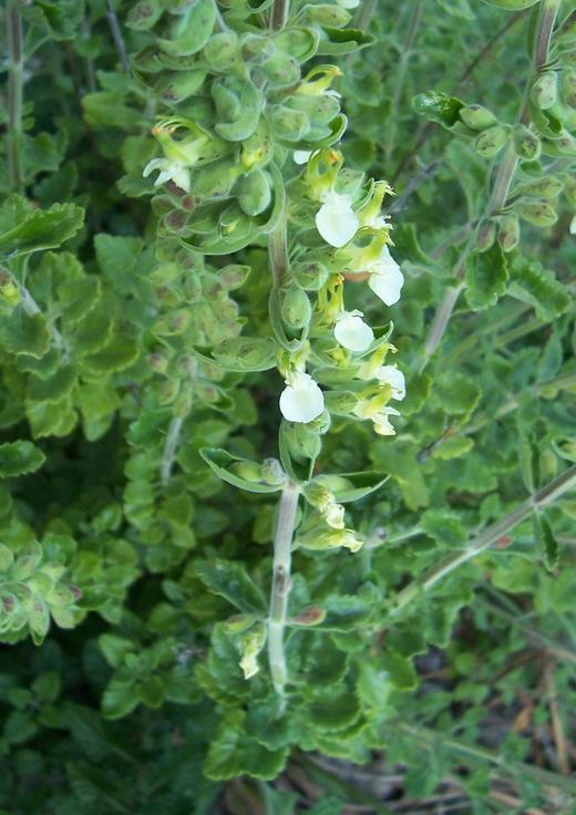 Sivun Teucrium flavum L. kuva