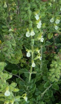 Image of yellow germander