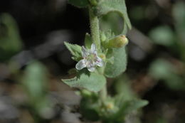 Image of Susanville beardtongue