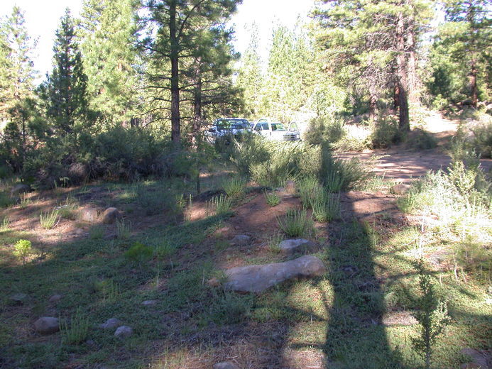 Image of Susanville beardtongue