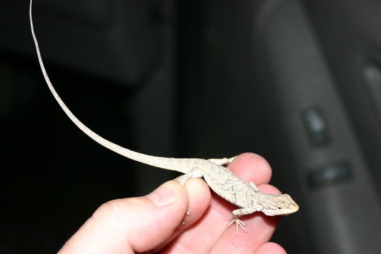 Image of Brush Lizard