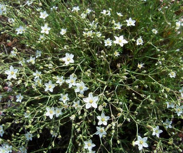 Image of <i>Minuartia verna</i> ssp. <i>attica</i>