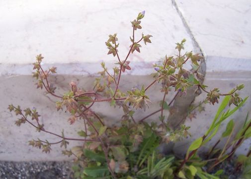 Image of Campanula erinus L.