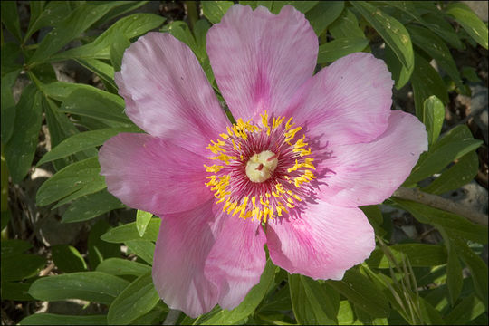 Image of Common Peony