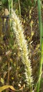 Image of hairy melicgrass