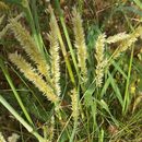 Image of hairy melicgrass