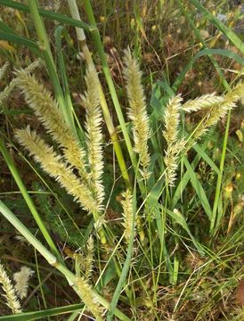 Image of hairy melicgrass