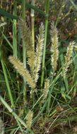 Image of hairy melicgrass