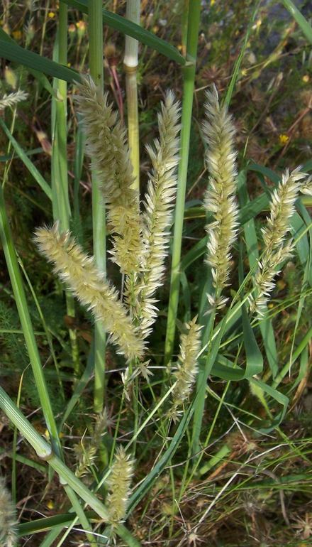 Image de Mélique ciliée