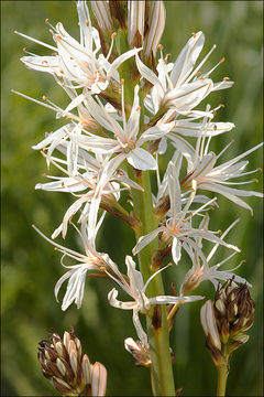 Image of White asphodel