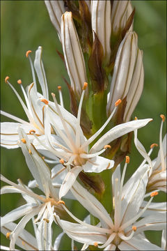 Слика од Asphodelus albus Mill.