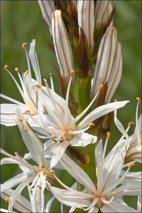 Image of White asphodel