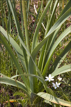 Image of White asphodel