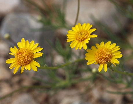 Image of fiveneedle pricklyleaf