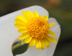 Image of fiveneedle pricklyleaf