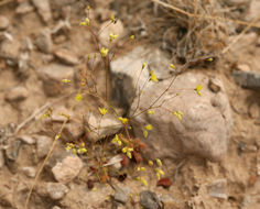 Imagem de Eriogonum trichopes Torr.