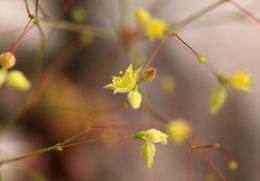 Imagem de Eriogonum trichopes Torr.