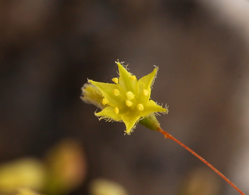 Imagem de Eriogonum trichopes Torr.