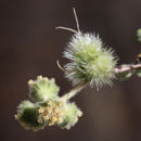 Image of woolly fruit bur ragweed