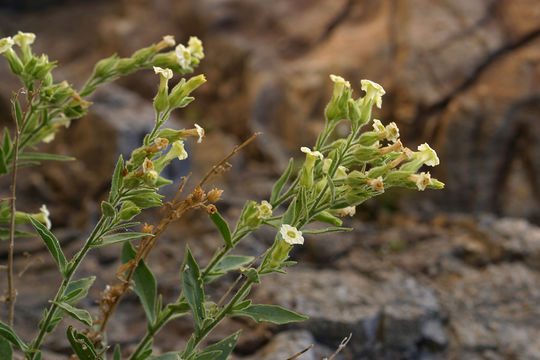 Image of desert tobacco,