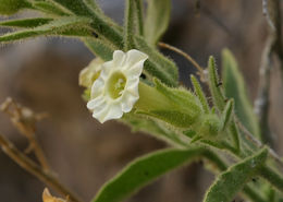 Image of desert tobacco,