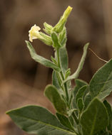 Image of desert tobacco,