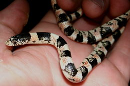 Image of Long-nosed Snake