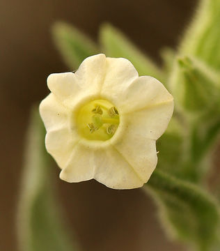 Image of desert tobacco,