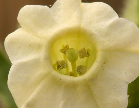 Image of desert tobacco,