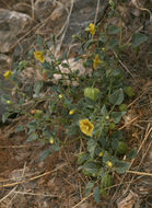 Image of yellow nightshade groundcherry