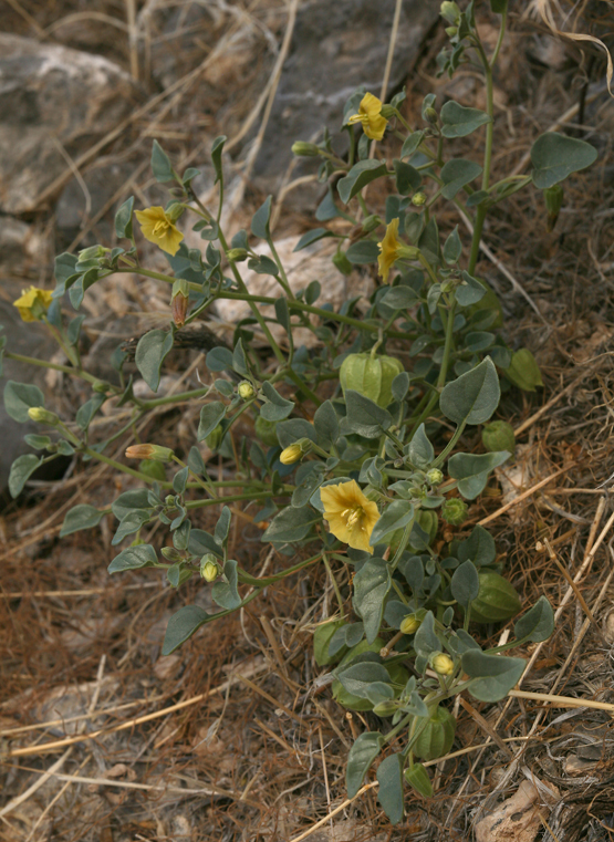 Image of yellow nightshade groundcherry