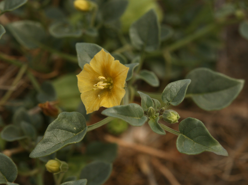 Image of yellow nightshade groundcherry