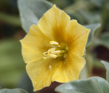 Image of yellow nightshade groundcherry