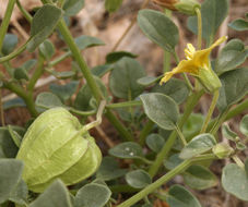 Image of yellow nightshade groundcherry