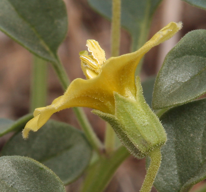 Image of yellow nightshade groundcherry