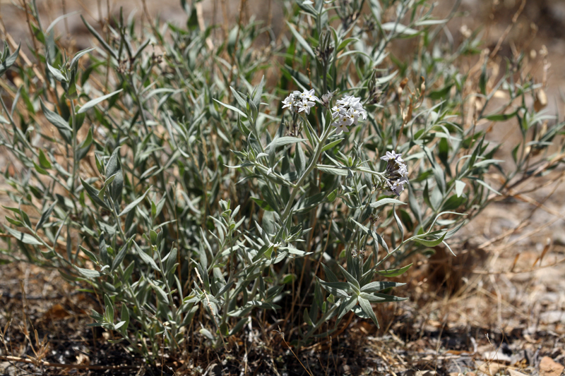 Imagem de Amsonia tomentosa Torr. & Frem.