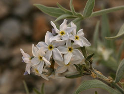 Imagem de Amsonia tomentosa Torr. & Frem.