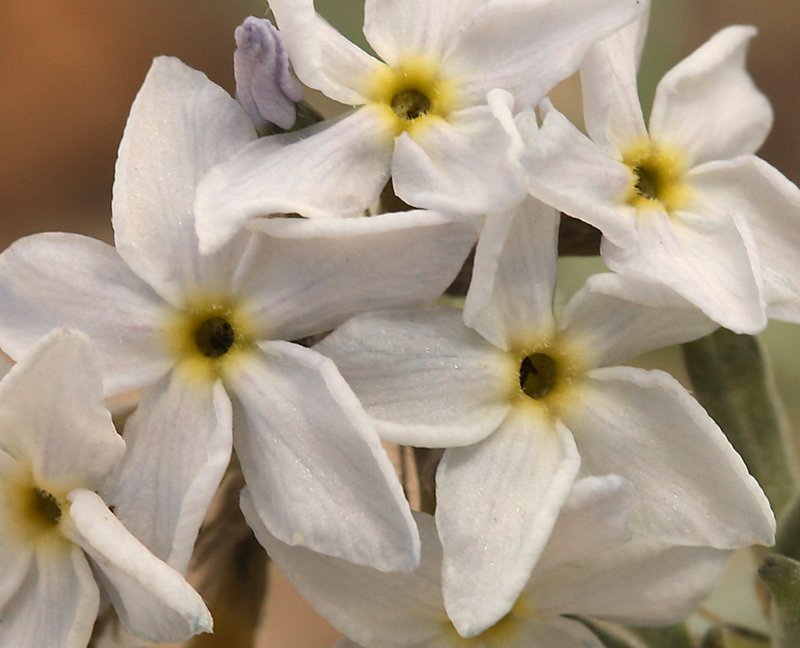 Image of woolly bluestar