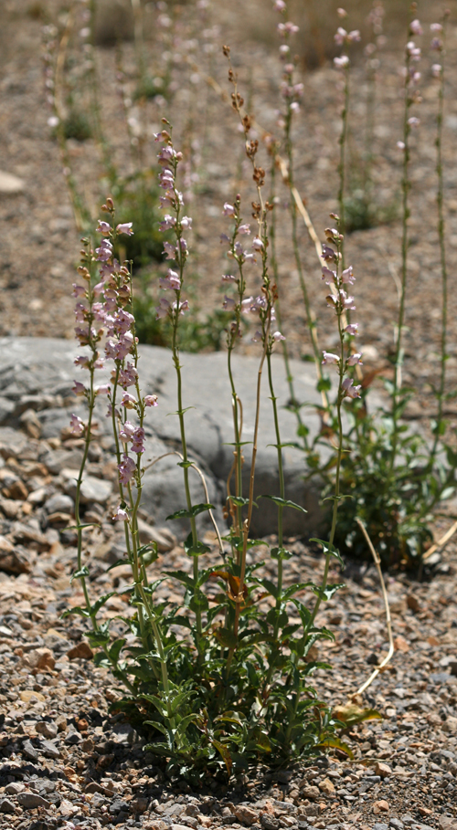 Image of Palmer's penstemon