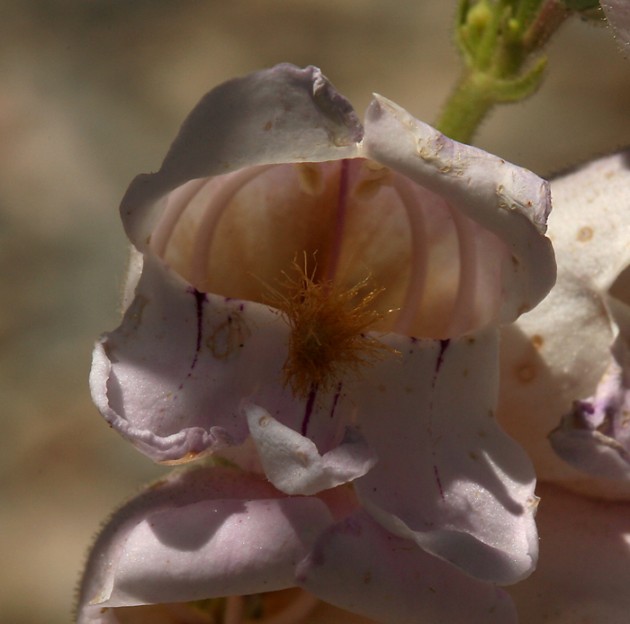 Image of Palmer's penstemon