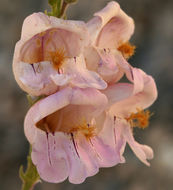 Image of Palmer's penstemon