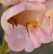 Image of Palmer's penstemon