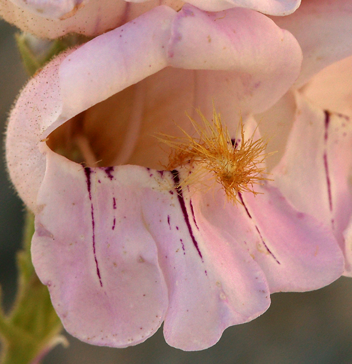 Image of Palmer's penstemon