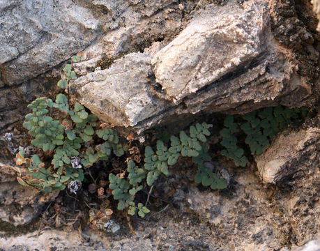 Image of Jones' false cloak fern