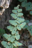 Image of Jones' false cloak fern