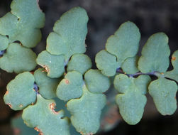 Image of Jones' false cloak fern