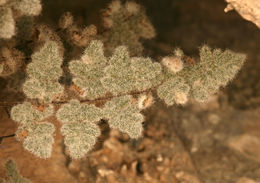 Image of <i>Cheilanthes parryi</i>