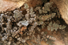 Image of <i>Cheilanthes parryi</i>