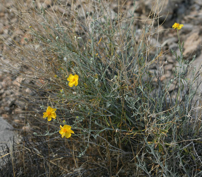 Image of Cooper's paper daisy