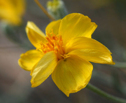 Image of Cooper's paper daisy